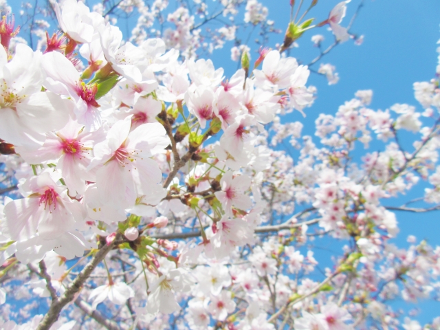 桜の季節は金運のご利益アップ